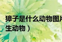 獐子是什么動(dòng)物圖片（獐子是一種什么樣的野生動(dòng)物）