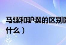 馬騾和驢騾的區(qū)別圖片（馬騾和驢騾的區(qū)別是什么）