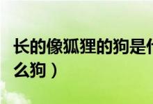 長(zhǎng)的像狐貍的狗是什么（長(zhǎng)的像狐貍的狗是什么狗）