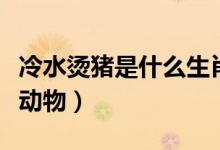 冷水燙豬是什么生肖動物（冷水燙豬是指什么動物）