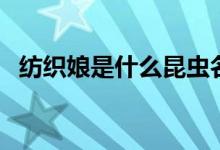 紡織娘是什么昆蟲名（紡織娘是什么昆蟲）