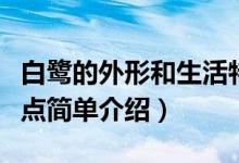 白鷺的外形和生活特點(diǎn)（白鷺的外形和生活特點(diǎn)簡單介紹）