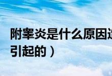 附睪炎是什么原因造成的（附睪炎是什么原因引起的）