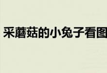 采蘑菇的小兔子看圖寫話（采蘑菇的小兔子）