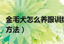 金毛犬怎么養(yǎng)跟訓(xùn)練（金毛犬怎么養(yǎng)跟訓(xùn)練的方法）
