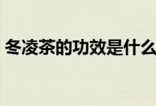 冬凌茶的功效是什么（冬凌茶的功效與作用）