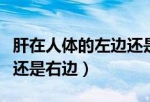 肝在人體的左邊還是右邊?。ǜ卧谌梭w的左邊還是右邊）