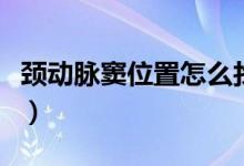 頸動(dòng)脈竇位置怎么找（頸動(dòng)脈竇位的準(zhǔn)確位置）