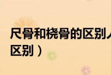 尺骨和橈骨的區(qū)別人體解剖圖（尺骨和橈骨的區(qū)別）