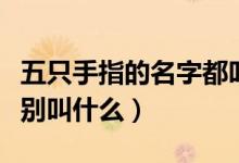 五只手指的名字都叫什么（五只手指的名字分別叫什么）