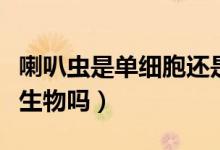 喇叭蟲是單細胞還是多細胞（喇叭蟲是單細胞生物嗎）