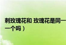 刺玫瑰花和 玫瑰花是同一個(gè)品種的嗎（刺玫花和玫瑰花是同一個(gè)嗎）