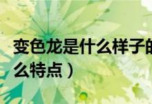 變色龍是什么樣子的有什么特點（變色龍有什么特點）