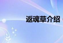 返魂草介紹（返魂草是什么）