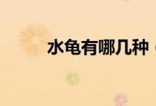 水龜有哪幾種（水龜有哪些品種）
