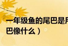 一年級(jí)魚的尾巴是用來干什么（一年級(jí)魚的尾巴像什么）