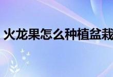 火龍果怎么種植盆栽（火龍果種植盆栽方法）