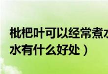 枇杷葉可以經(jīng)常煮水喝嗎（長期喝枇杷葉煮的水有什么好處）