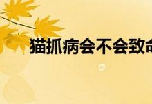 貓抓病會(huì)不會(huì)致命（貓抓病會(huì)致死嗎）