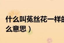 什么叫菟絲花一樣的女人（菟絲花形容人是什么意思）