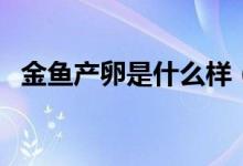 金魚產(chǎn)卵是什么樣（金魚產(chǎn)卵是什么樣子）