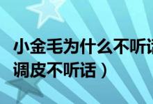 小金毛為什么不聽話（是不是金毛小時(shí)候都很調(diào)皮不聽話）