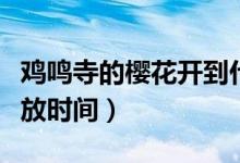 雞鳴寺的櫻花開到什么時(shí)候（雞鳴寺的櫻花開放時(shí)間）