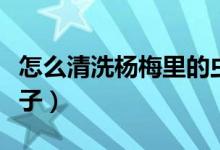 怎么清洗楊梅里的蟲子（怎么清洗楊梅里的蟲子）