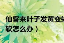 仙客來葉子發(fā)黃變軟（仙客來葉子發(fā)黃花徑發(fā)軟怎么辦）