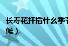 長(zhǎng)壽花扦插什么季節(jié)最好（長(zhǎng)壽花扦插什么時(shí)候）
