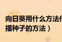 向日葵用什么方法傳播種子（向日葵有什么傳播種子的方法）