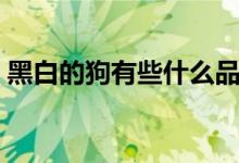 黑白的狗有些什么品種（黑白小狗什么品種）