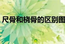 尺骨和橈骨的區(qū)別圖解（尺骨和橈骨的區(qū)別）