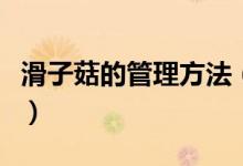 滑子菇的管理方法（滑子菇高產(chǎn)栽培技術(shù)分享）