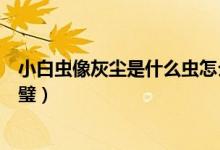 小白蟲像灰塵是什么蟲怎么去除（小白蟲像灰塵是什么蟲靈璧）