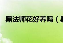 黑法師花好養(yǎng)嗎（黑魔法師這種花怎么養(yǎng)）