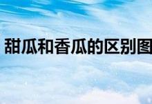 甜瓜和香瓜的區(qū)別圖解（甜瓜和香瓜的區(qū)別）