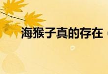 海猴子真的存在（海猴子真的存在嗎）