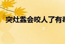 突灶螽會(huì)咬人了有毒嗎（突灶螽會(huì)咬人嗎）