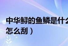 中華鱘的魚鱗是什么樣子圖片（中華鱘的魚鱗怎么刮）