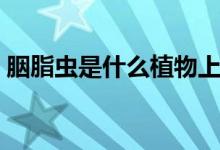 胭脂蟲是什么植物上的（胭脂蟲是什么東西）