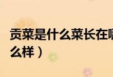 貢菜是什么菜長在哪里的（貢菜是什么菜長什么樣）