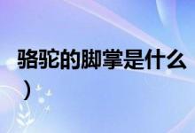 駱駝的腳掌是什么（駱駝的腳掌是什么樣子的）