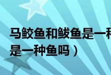 馬鮫魚和鲅魚是一種魚嗎圖片（馬鮫魚和鲅魚是一種魚嗎）