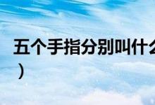 五個手指分別叫什么指（五個手指分別叫什么）