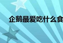 企鵝最愛吃什么食物（企鵝吃什么食物）