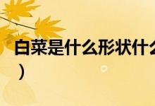 白菜是什么形狀什么顏色的（白菜是什么科的）