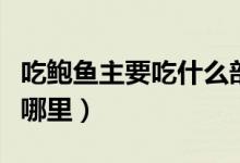 吃鮑魚主要吃什么部位（鮑魚日常吃的部位在哪里）