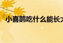 小喜鵲吃什么能長(zhǎng)大（小喜鵲吃什么食物）