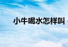 小牛喝水怎樣叫（小牛喝水怎么叫的）